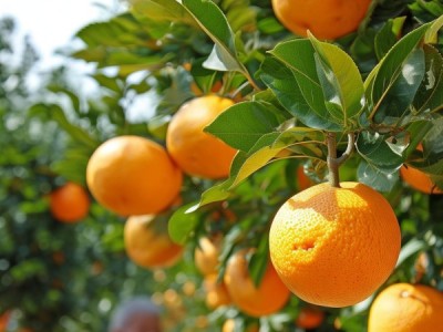 浦东胜产桔子 clusters 经济与健康与智慧馈赠