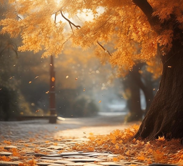 清新静谧,枫亭的独特 magic 清新静谧,枫亭的独特 magic